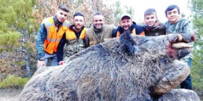 Avcılar dev domuzu avladı
