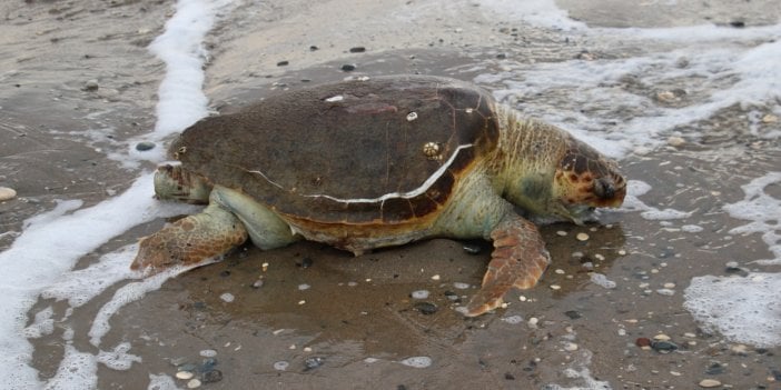 Mersin’de ölü Caretta caretta sahile vurdu