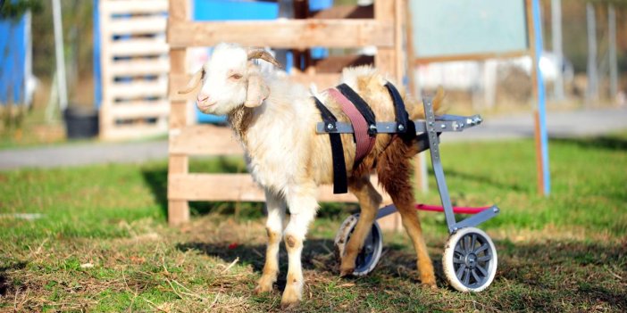 Kesimden kurtarılan engelli oğlak Emekli Hayvanlar Çiftliğine yerleştirildi