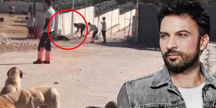 Tarkan'dan Konya'daki köpek katliamına sert tepki. "Yetkililer hep üç maymunu oynuyor"