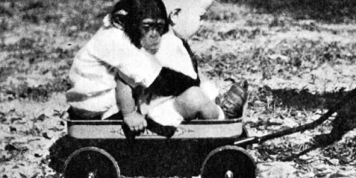 Şempanzeyle aynı anda büyütülen bebek intihar etti. Tarihin en korkunç deneyi