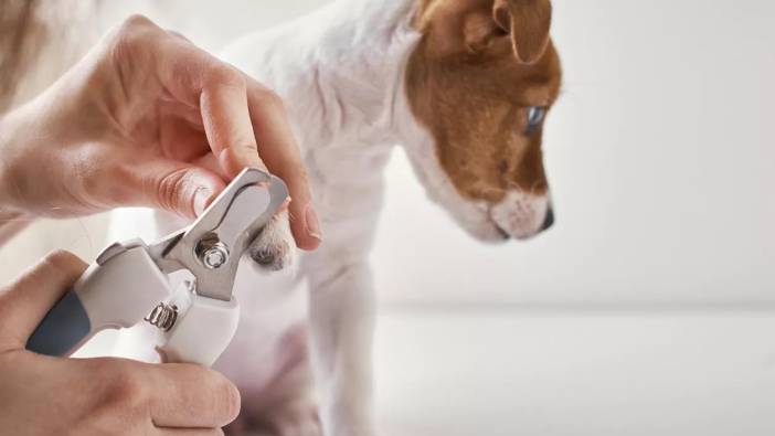 Köpeklerde bilinçsiz tırnak kesimine dikkat. Veteriner Hekim açıkladı
