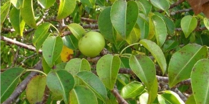 Ölüm ağacı yılandan daha zehirli. Altında durulsa bile ölümcül riskler barındırıyor