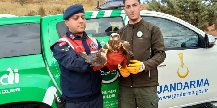 Bitkin halde bulunan Doğan kuşu koruma altına aldı