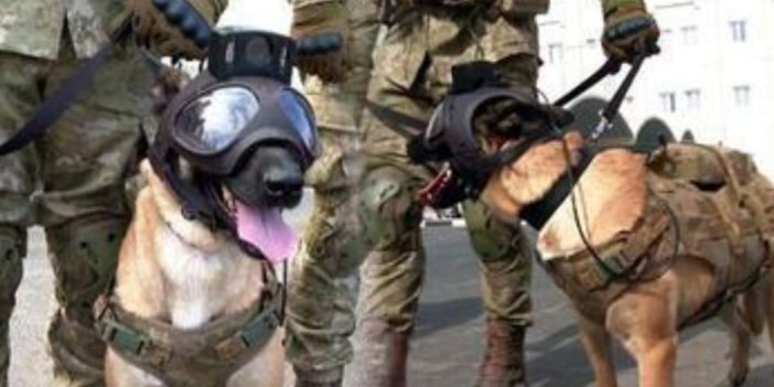Dünya Kupası'na Türk bomba arama köpekleri damgasını vurdu