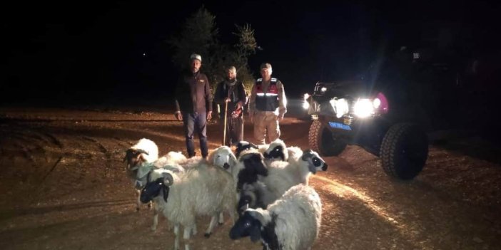 Köyde kaybolan 10 koyun bulundu
