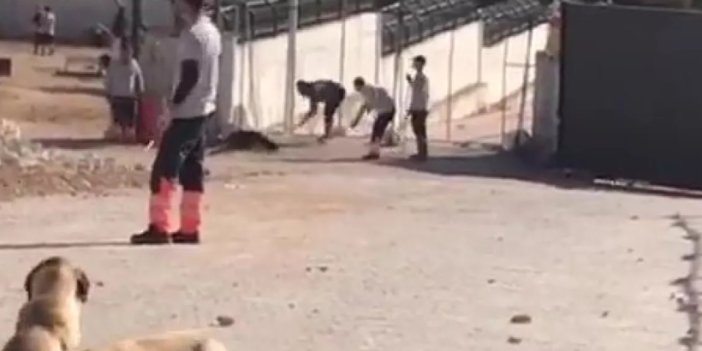 Konya'da hayvan barınağındaki işkenceye istenen ceza belli oldu
