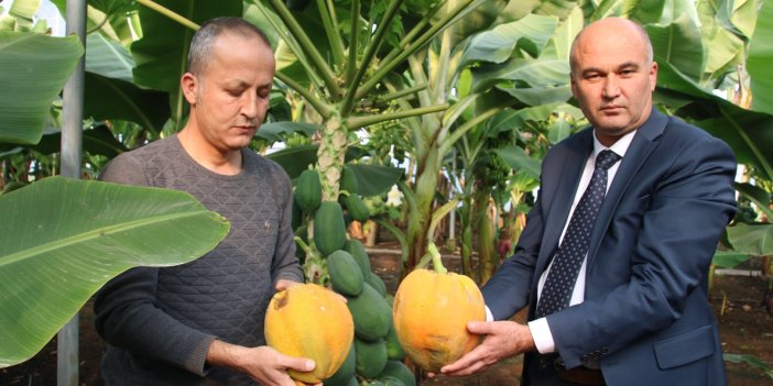Mersin'de araştırma enstitüsündeki serada yetiştirilen papaya meyve verdi