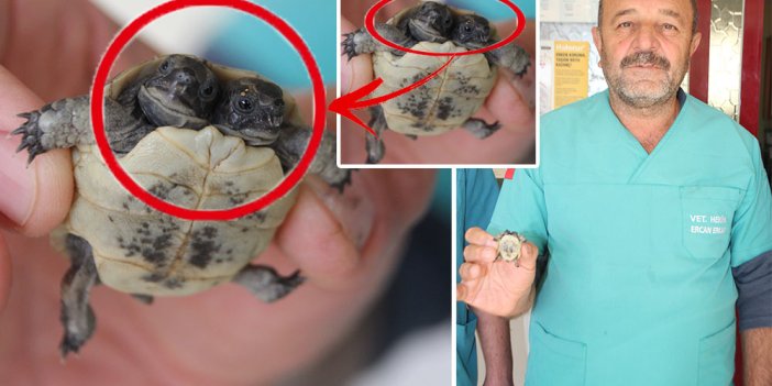 Türkiye'de çift başlı kaplumbağa yavrusu bulundu