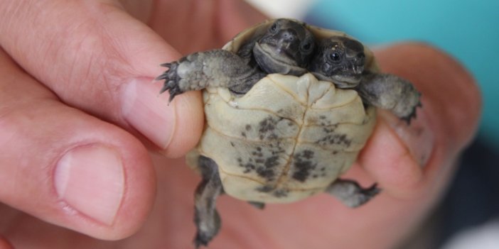 Antalya’da bulunan çift başlı kaplumbağa yavrusu korumaya alındı