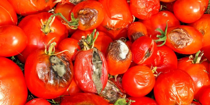 Çürük domateslerin aklınızın ucuna bile gelmeyecek faydaları