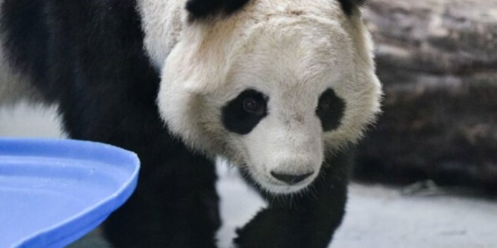 Dev pandalar 20 yıl sonra Çin’e dönüyor