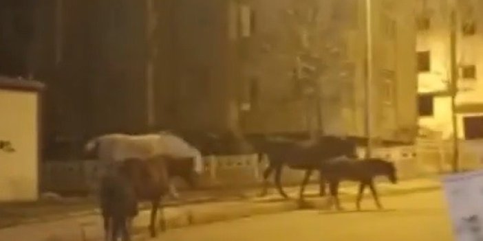 Atlar cadde ve sokakları bastı