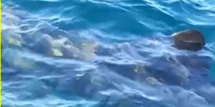 Edremit'te 10 metrelik köpek balığı korku saçtı
