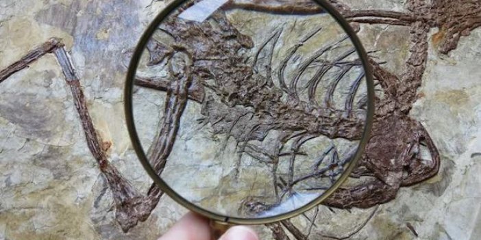 120 milyon yıllık dinozorun midesinden çıktı. Bilimsel olarak ilk veri elde edildi