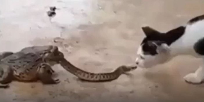 Yılan ölmeden önce kediye böyle saldırdı