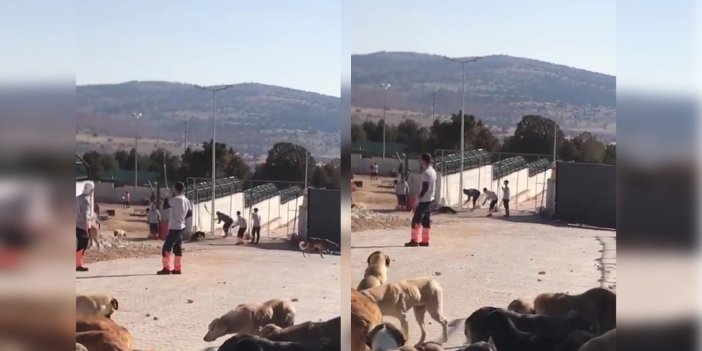 Konya Belediyesi’nin barınağında köpeği kürekle öldürenler ilk duruşmada 'hayvanları sevdiklerini' söyleyerek tahliye edildiler
