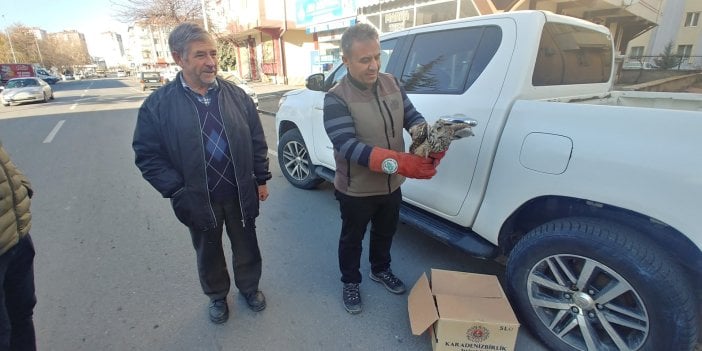 Yaralı baykuş tedavi altına alındı