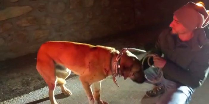 Kanlar içerisinde bulunan sokak köpeği kurtarıldı
