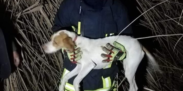 6 metrelik kuyuya düşen köpek kurtarıldı
