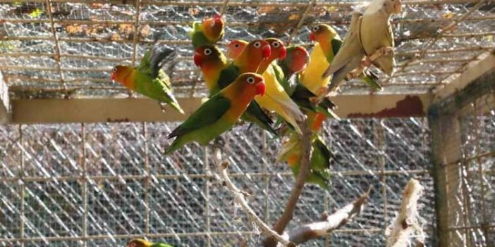 Satışı yasak 26 papağan ile 6 sakaya el koyuldu