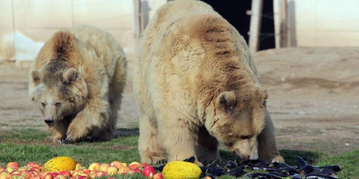 Kayseri'de ayılar kış uykusuna yatmayı unuttu 