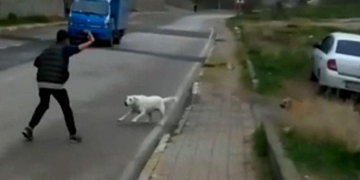 Okula giden çocuğa sokak köpekleri saldırdı. Bu tehlikeye birileri artık ‘DUR’ desin