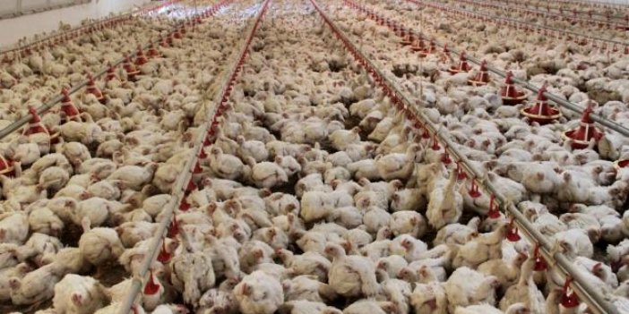 Tavuk eti üretimi yıllık bazda yüzde 1,4 arttı