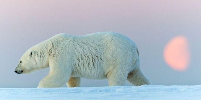 Alaska'da bir kadın ve bir çocuk öldü kutup ayısı saldırısında öldü