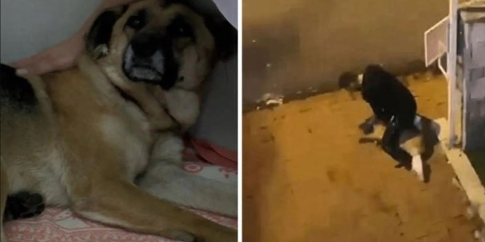 Sarıyer'de boğazını sıktığı köpeği ısrarla takip eden sanığa 1 yıl 3 ay hapis cezası