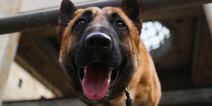 Kamyonetinde cansız halde bulunmuştu. Tüfeğin tetiğine basan köpek, sahibini öldürdü