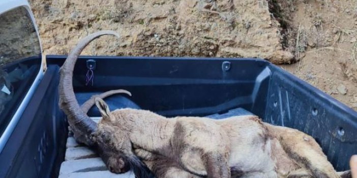 Avlanma cezası 250 bin lira olan yaban keçisi öldürüldü