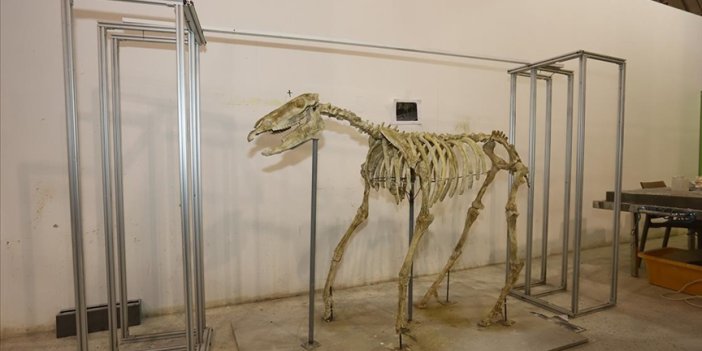 Üç toynaklı at iskeleti ayağa kaldırıldı