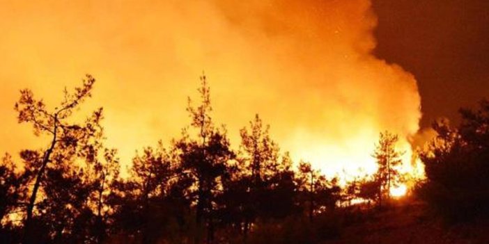 Şili'de orman yangını: 750 hektar küle döndü