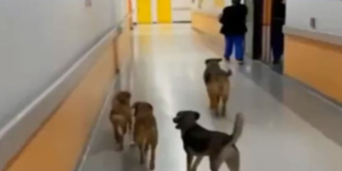 Koridorlarında başıboş köpekler dolaşıyor. Yazıklar olsun burası nasıl bir hastane