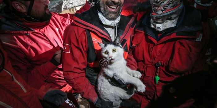 Hatay'da 116 saat sonra 'Holigan' isimli kedi enkazdan sağ çıkarıldı