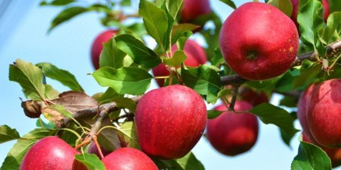 Gün içinde kaç elma yenirse yararı var?