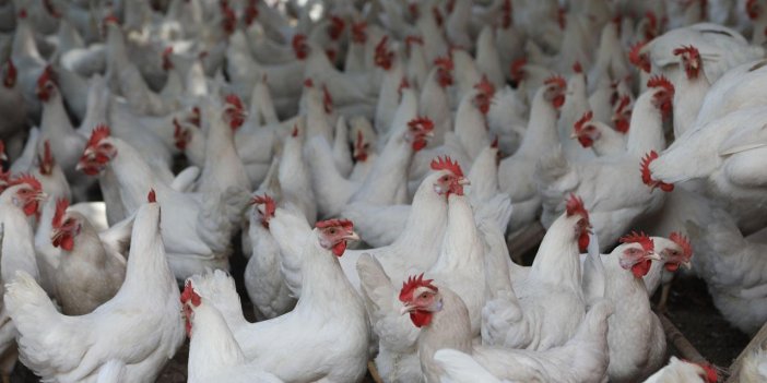 Türkiye'de tavuk eti üretimi düştü. Yıllık 2,4 milyon ton olarak gerçekleşti