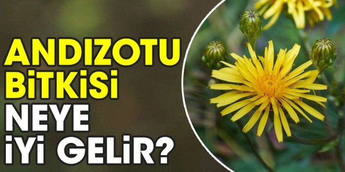 Andızotu bitkisi neye iyi gelir?