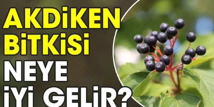 Akdiken bitkisi neye iyi gelir?