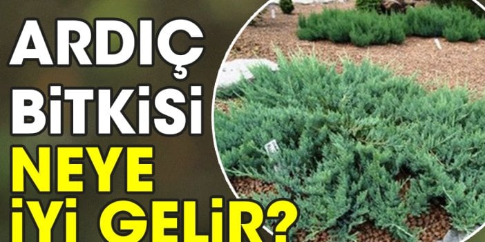 Ardıç bitkisi neye iyi gelir?