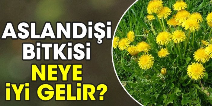 Aslandişi bitkisi neye iyi gelir?