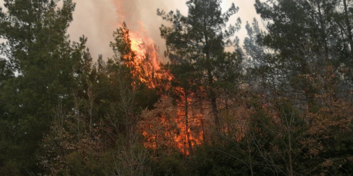 Tokat'ta orman yangını   