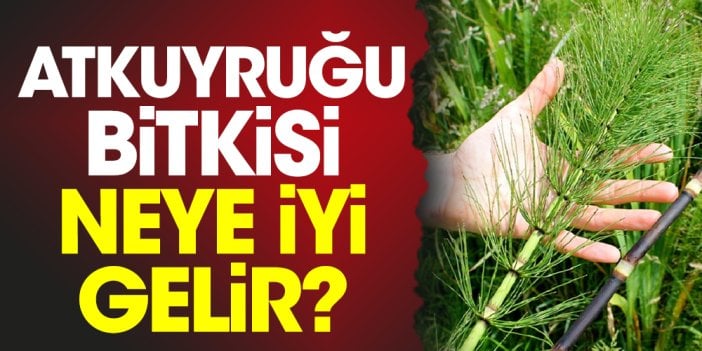 Atkuyruğu bitkisi neye iyi gelir?