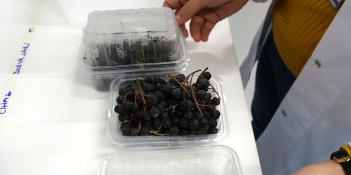 Trabzon'un 'süper meyvesi' aronya, ilaç sanayine kazandırılıyor