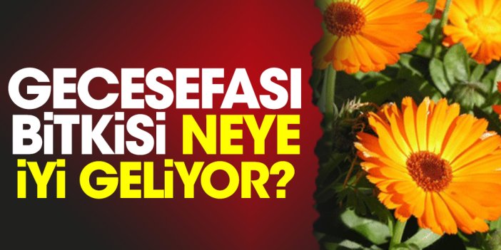 Gecesefası bitkisi neye iyi geliyor?