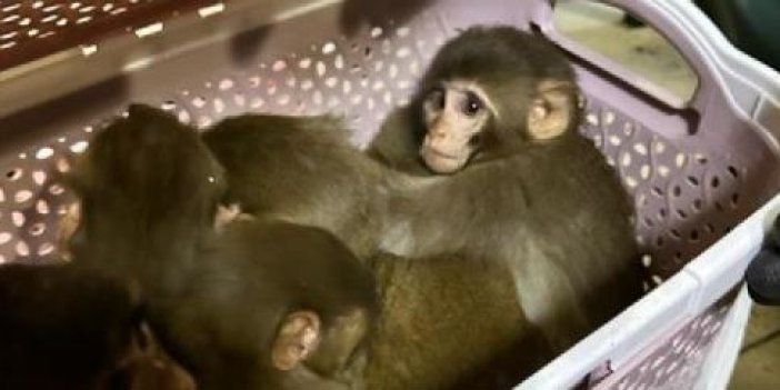 11 adet yavru maymun ele geçirildi