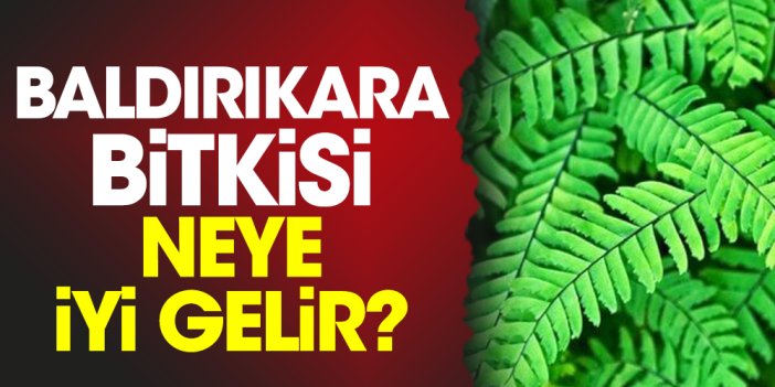 Baldırıkara bitkisi neye iyi gelir?