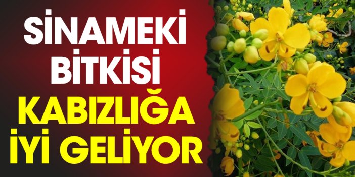 Sinameki bitkisi kabızlığa iyi geliyor