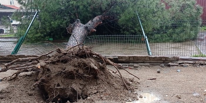 Yağmur çam ağacını kökünden devirdi